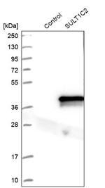SULT1C2 Antibody in Western Blot (WB)