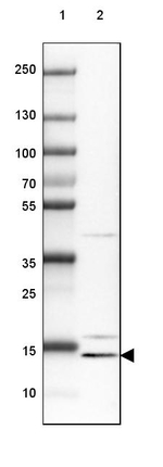 CRCP Antibody in Western Blot (WB)