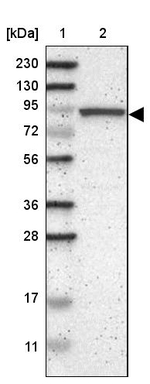 CNST Antibody in Western Blot (WB)