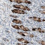 SPINK4 Antibody in Immunohistochemistry (IHC)