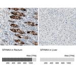 SPINK4 Antibody