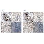 MS4A8B Polyclonal Antibody