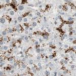 MS4A8B Antibody in Immunohistochemistry (IHC)