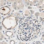 MS4A8B Antibody in Immunohistochemistry (IHC)