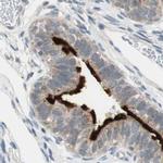 MS4A8B Antibody in Immunohistochemistry (IHC)
