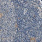 MS4A8B Antibody in Immunohistochemistry (IHC)