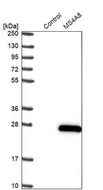 MS4A8B Antibody in Western Blot (WB)