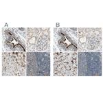 MS4A8B Polyclonal Antibody