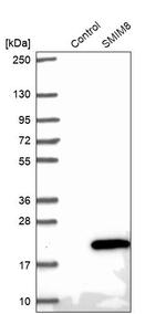 SMIM8 Antibody in Western Blot (WB)