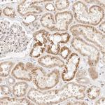 FAM20B Antibody in Immunohistochemistry (Paraffin) (IHC (P))
