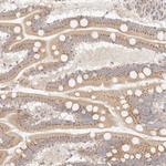 FAM20B Antibody in Immunohistochemistry (Paraffin) (IHC (P))