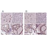 RCOR3 Antibody in Immunohistochemistry (IHC)