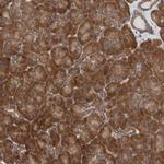 FAAH Antibody in Immunohistochemistry (Paraffin) (IHC (P))