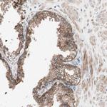 FAAH Antibody in Immunohistochemistry (IHC)