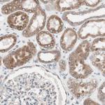 FAAH Antibody in Immunohistochemistry (IHC)