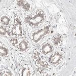 TSPAN13 Antibody in Immunohistochemistry (IHC)