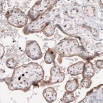 TSPAN13 Polyclonal Antibody