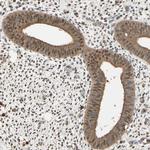 PNCK Antibody in Immunohistochemistry (Paraffin) (IHC (P))