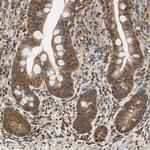 PNCK Antibody in Immunohistochemistry (Paraffin) (IHC (P))