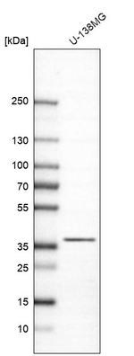 CAPZA2 Antibody in Western Blot (WB)