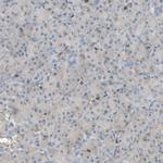 CRLF3 Antibody in Immunohistochemistry (IHC)
