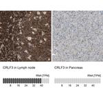 CRLF3 Antibody