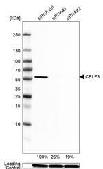 CRLF3 Antibody in Western Blot (WB)