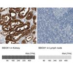 BBOX1 Antibody