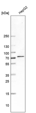 MGAT4A Antibody in Western Blot (WB)