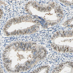 MEKK4 Antibody in Immunohistochemistry (Paraffin) (IHC (P))