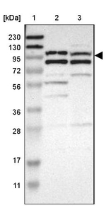 MLK4 Antibody in Western Blot (WB)