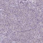 CaMKV Antibody in Immunohistochemistry (IHC)