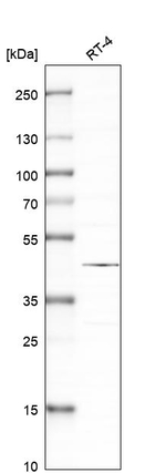 SAPK4 Antibody in Western Blot (WB)