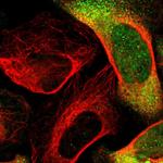 DRG2 Polyclonal Antibody