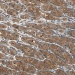 DRG2 Antibody in Immunohistochemistry (IHC)