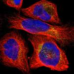 PLCXD1 Polyclonal Antibody