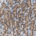 PLCXD1 Antibody in Immunohistochemistry (Paraffin) (IHC (P))
