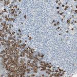 PLCXD1 Antibody in Immunohistochemistry (Paraffin) (IHC (P))