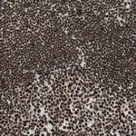 CCAR1 Antibody in Immunohistochemistry (IHC)