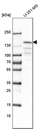 CCAR1 Antibody in Western Blot (WB)