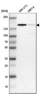 CCAR1 Antibody in Western Blot (WB)