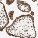 FNDC3B Antibody in Immunohistochemistry (Paraffin) (IHC (P))