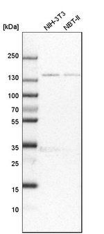 FNDC3B Antibody in Western Blot (WB)