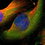 SV2A Polyclonal Antibody