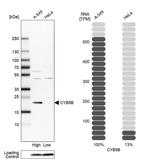 CYB5B Antibody in Western Blot (WB)