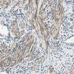P4HA3 Antibody in Immunohistochemistry (Paraffin) (IHC (P))