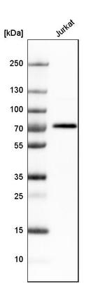 BTN3A3 Antibody in Western Blot (WB)
