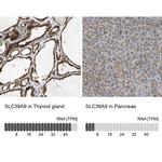 SLC39A9 Polyclonal Antibody