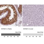 ISYNA1 Antibody