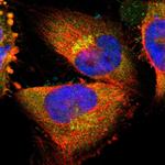 MANSC1 Antibody in Immunocytochemistry (ICC/IF)